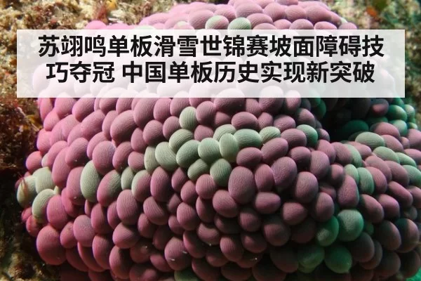 苏翊鸣单板滑雪世锦赛坡面障碍技巧夺冠 中国单板历史实现新突破